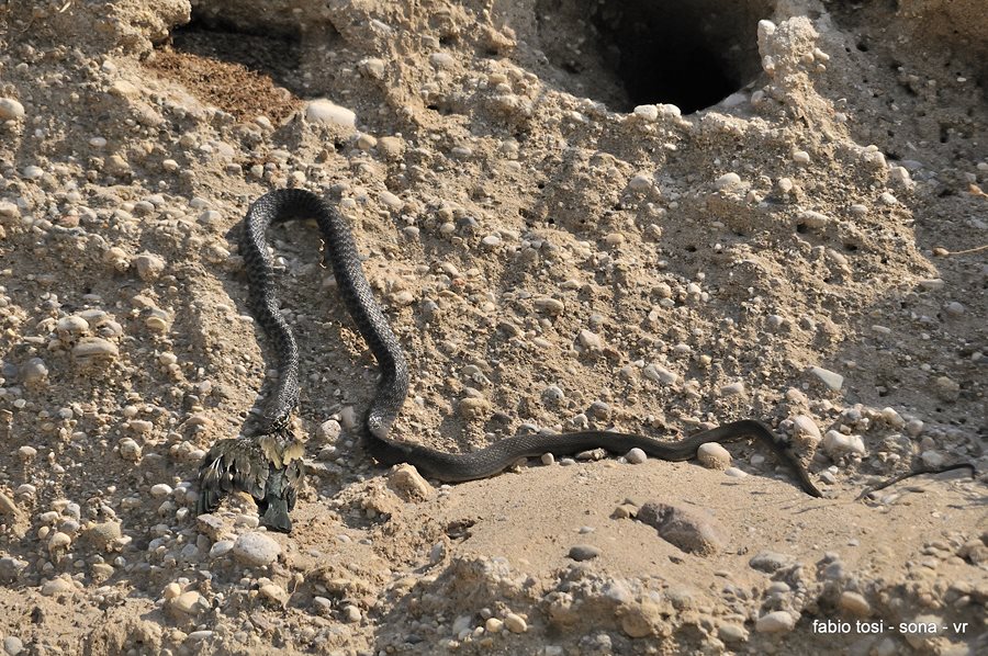 Il caparbio: predazione di biacco (foto-racconto)